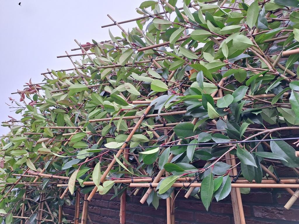 Photinia Red Robin,  Leiboom,  Leibomen Wintergroen, Ophalen, In pot, Halfschaduw, Leiboom