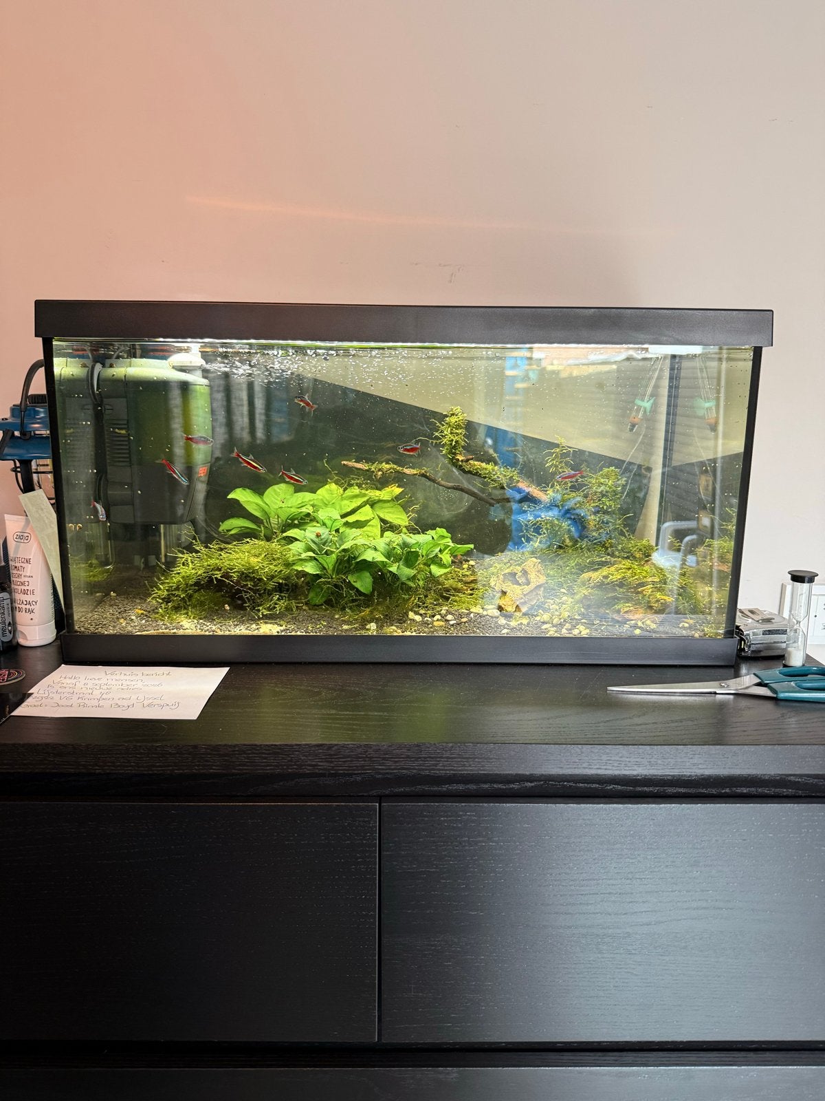 Eheim 60L aquarium met vissen en veel toebehoren, Dieren en Toebehoren, Ophalen, Gebruikt, Gevuld zoetwateraquarium, Eheim