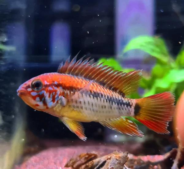 Apistogramma Macmasteri - Dwergcichlide Macmasteri, Vis, Zoetwatervis
