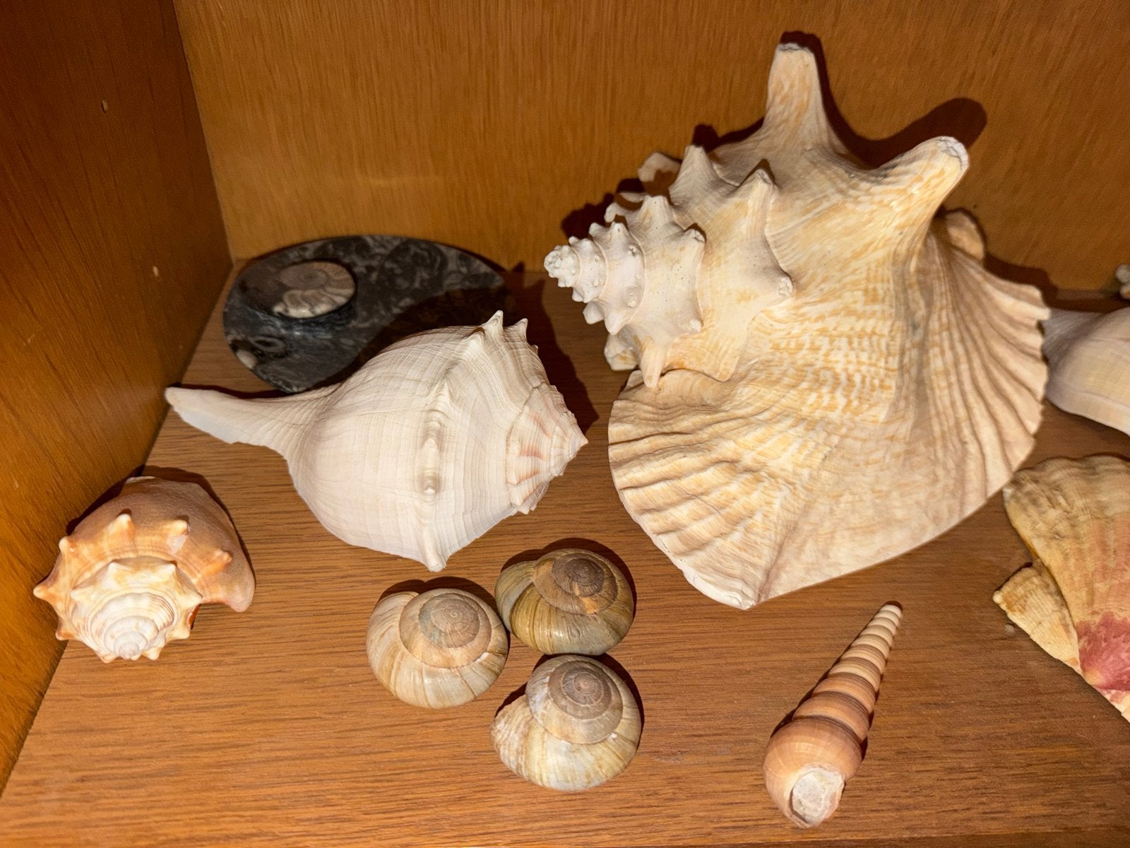 Grote collectie schelpen en zeesterren, Verzamelen, Ophalen of Verzenden, Gebruikt