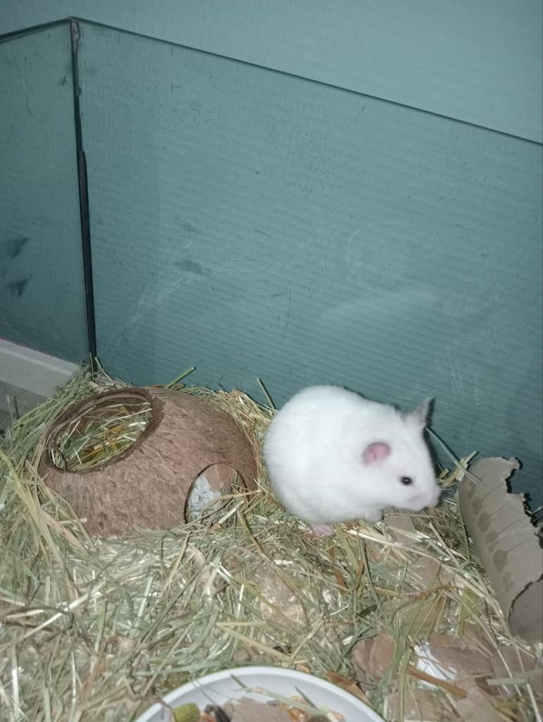 Vrouwtjes Hamstera, Dieren en Toebehoren, Knaagdieren, Januari, Vrouwelijk, Hamster