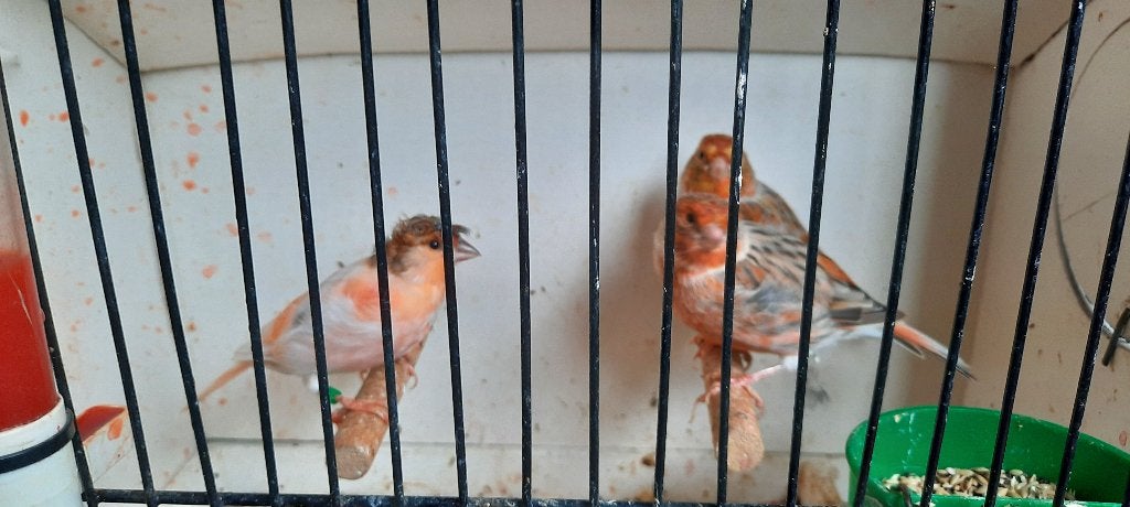 Harlekijn kanaries, Dieren en Toebehoren, Vogels | Kanaries, Meerdere dieren, Kleurkanarie