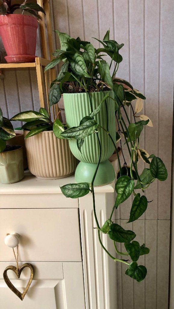 Monstera Siltepecana in groene stenen bloempot, Huis en Inrichting, Ophalen, In pot, Halfschaduw, Minder dan 100 cm