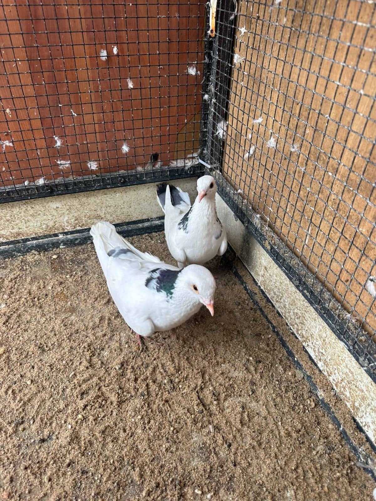 Duiven koppel €9.50, Meerdere dieren, Overige soorten