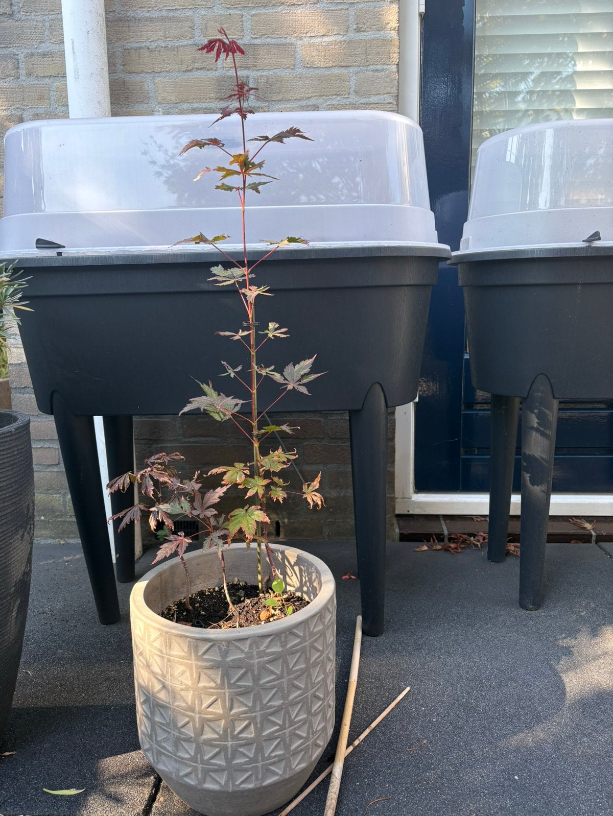 Japanse Esdoorn 70 cm, Tuin en Terras, Planten | Bomen, Ophalen, Bloeit niet, Halfschaduw, Overige soorten