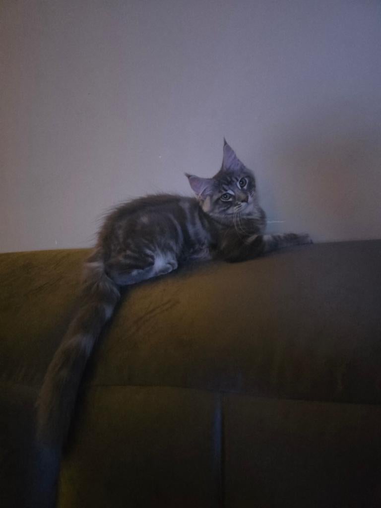 Maine Coon kitten