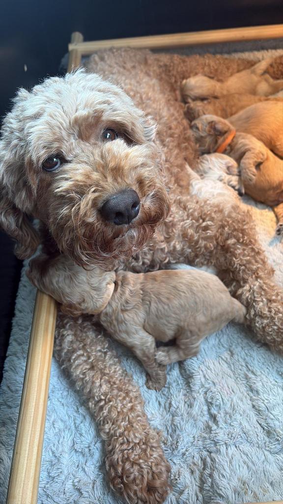 Australian Labradoodle puppy's, Parvo, Overige rassen, 8 tot 15 weken, Meerdere