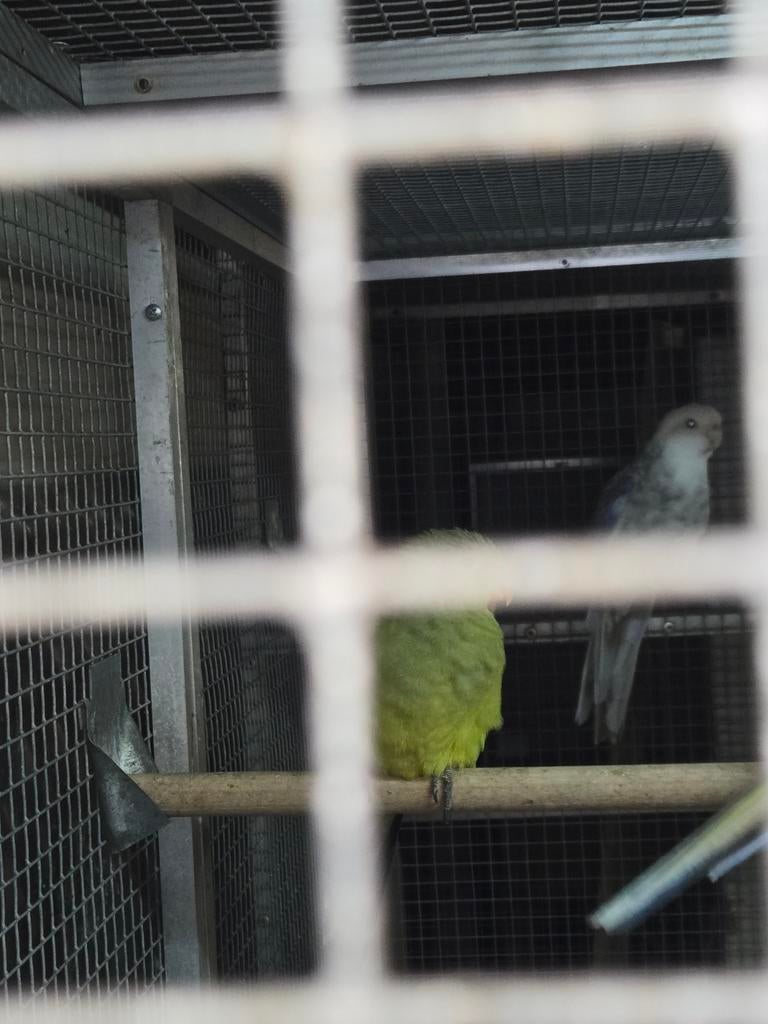 Bergparkiet pop, Dieren en Toebehoren, Vrouwelijk, Parkiet