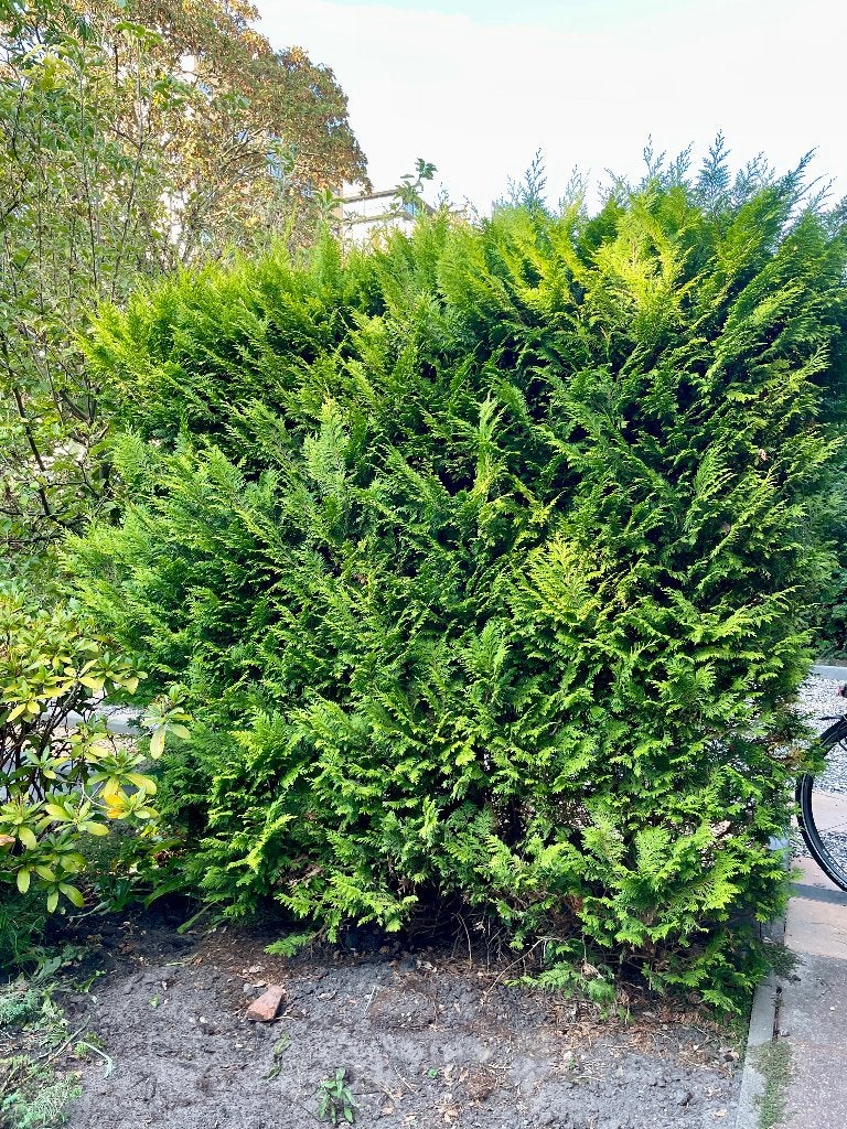 Gratis: vier mooie frisgroene coniferen, Volle zon, Vaste plant, Bloeit niet, Ophalen