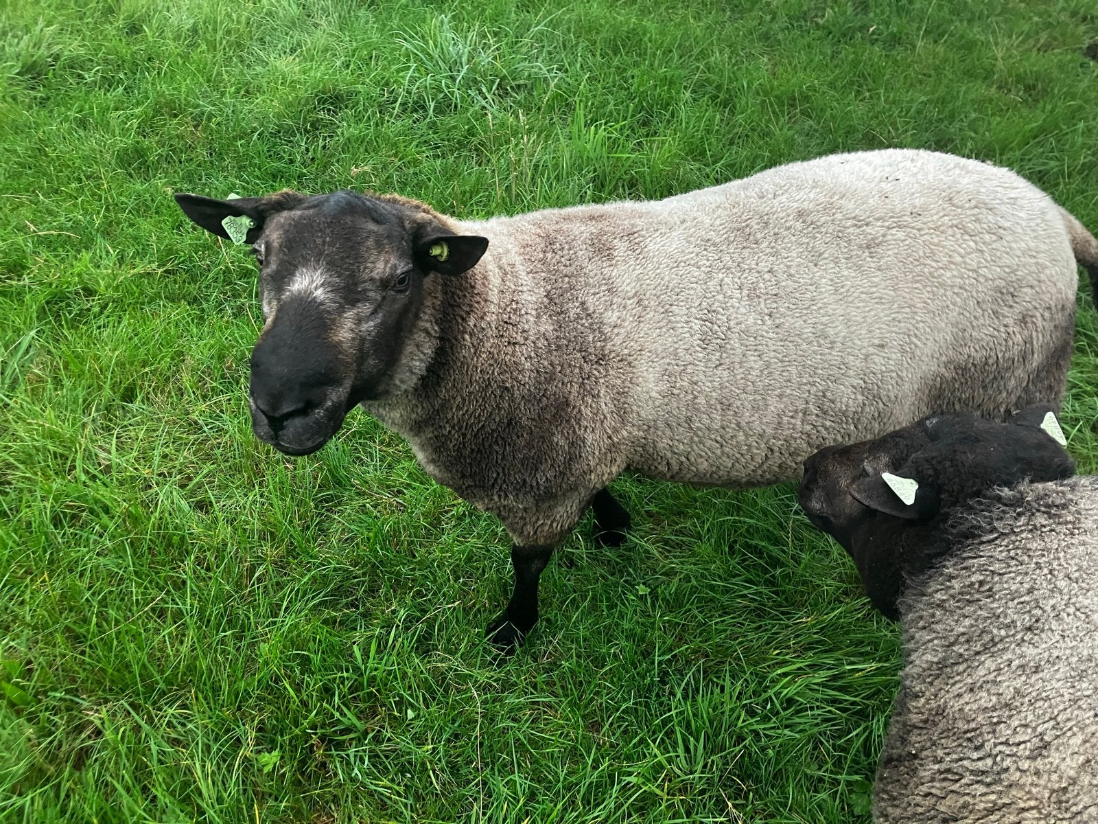 Dekram, Mannelijk, Schaap