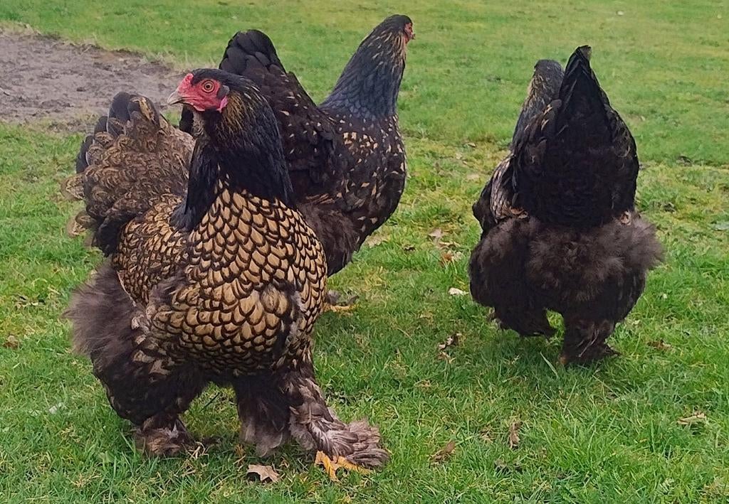 Brahma goud zwart gezoomd Broedeieren, Dieren en Toebehoren, Pluimvee, Vrouwelijk, Kip