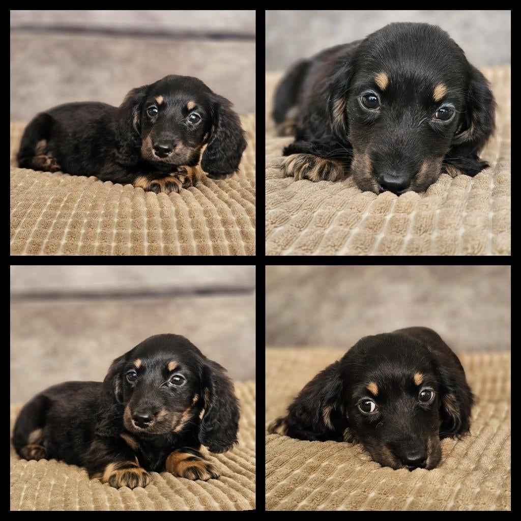 Black&tan langharige dwerg teckel pup, Dieren en Toebehoren, Honden | Teckels en Dashonden, Parvo, Reu, 8 tot 15 weken, Dwerg