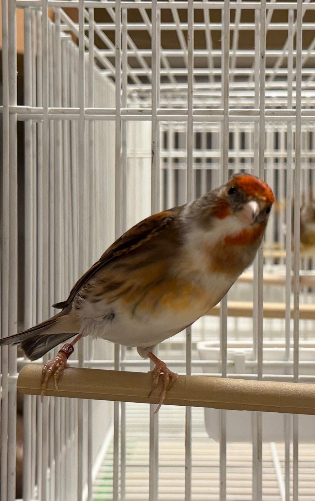 Bonte Bastaard Putter Man, Dieren en Toebehoren, Mannelijk, Wildzangvogel, Geringd