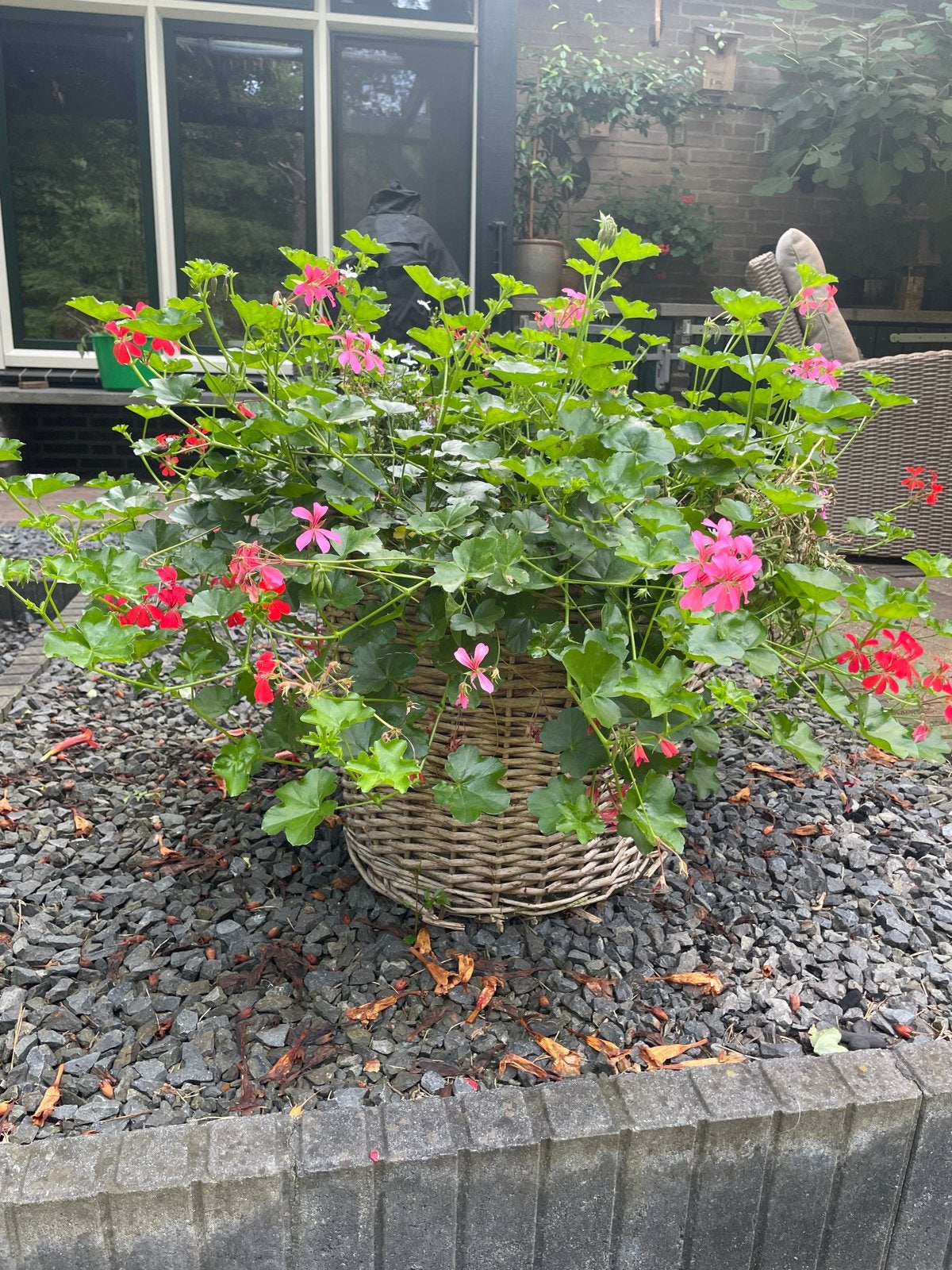 Prachtige Geraniums in rieten mand, Volle zon, Vaste plant, Zomer, Ophalen