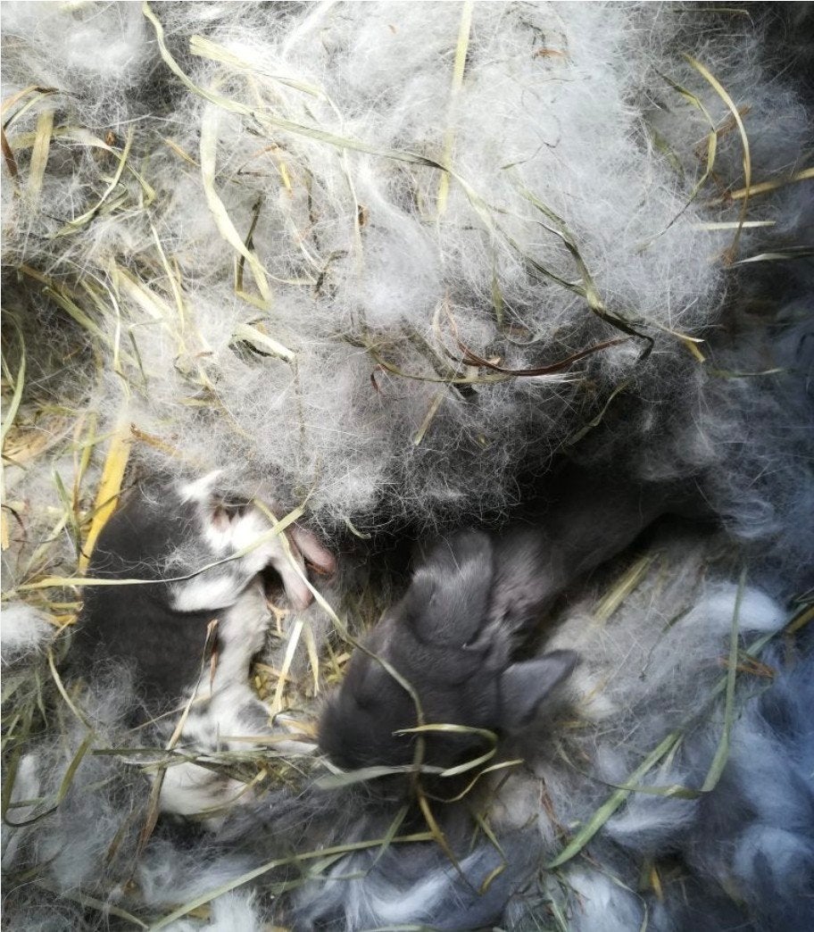 Nestje Jonge konijntjes, Dieren en Toebehoren, Konijnen, Meerdere dieren, Klein, 0 tot 2 jaar