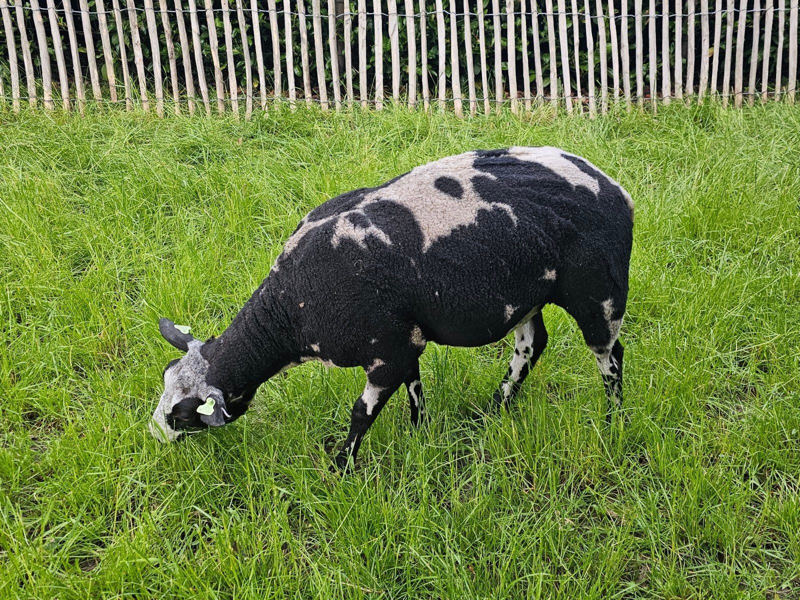 Aangeboden 2 mooie jonge schapen zwart en bont, Dieren en Toebehoren, Schapen, Geiten en Varkens, Meerdere dieren, Schaap