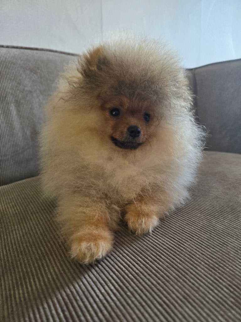 Pomeriaan Tefje pup, Dieren en Toebehoren, Honden | Poolhonden, Keeshonden en Oertypen, Keeshond, 8 tot 15 weken, Teef, Parvo
