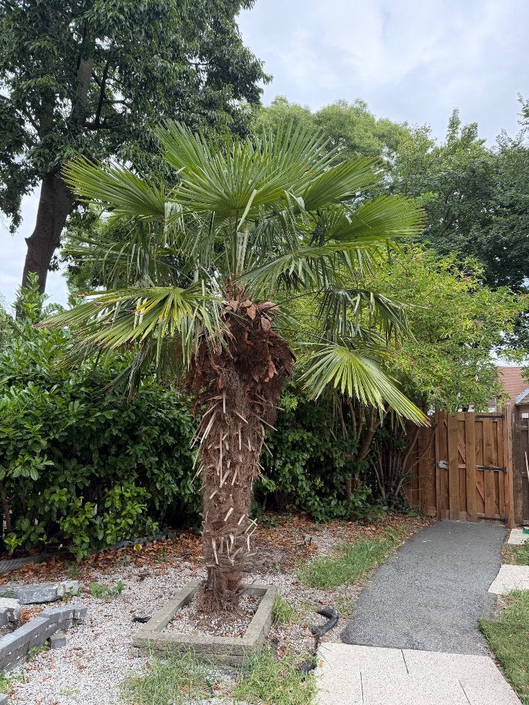 Grote Chinese waaierpalm (Trachycarpus fortunei) te koop, Tuin en Terras, Volle zon, Vaste plant, Zomer, Ophalen