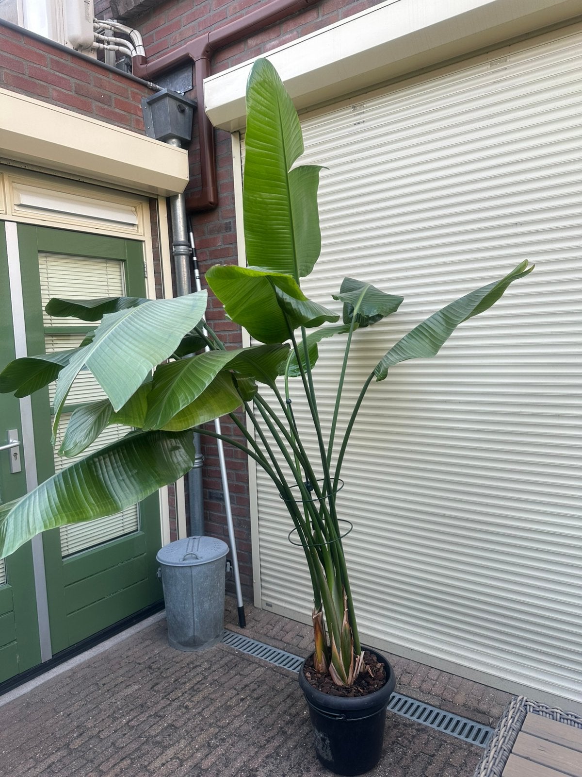 Strelitzia Nicolai, Ophalen of Verzenden, Overige soorten, Volle zon