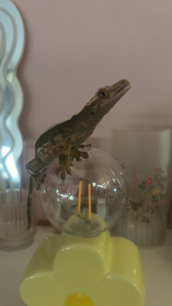 Lieve wimpergekko Melody <3, Dieren en Toebehoren, Reptielen en Amfibieën, Hagedis, Tam, 0 tot 2 jaar