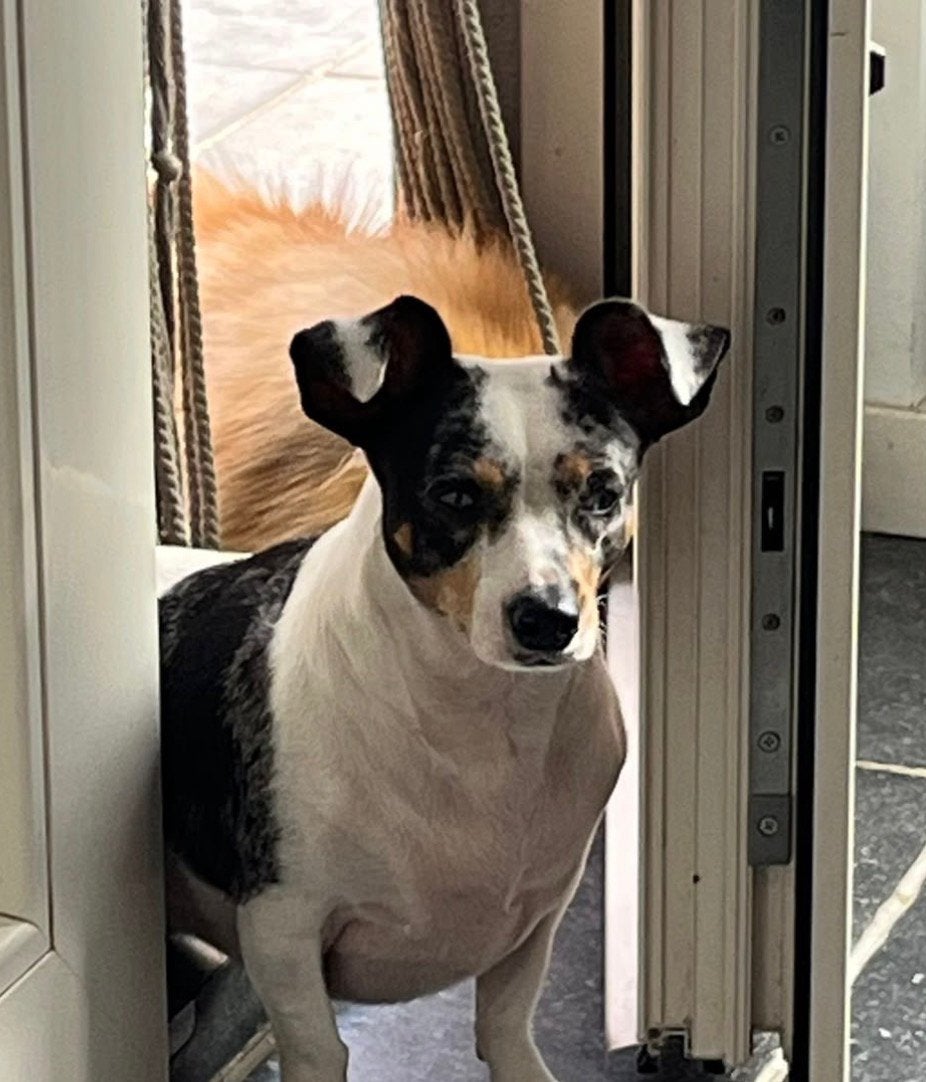 Hond zoekt nieuw baasje, CDV (hondenziekte), Teef, Eén hond, Klein
