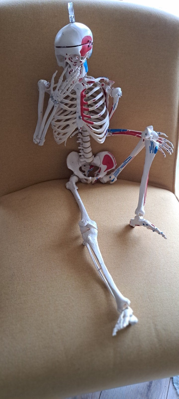 anatomisch skelet, Ophalen of Verzenden, Gebruikt