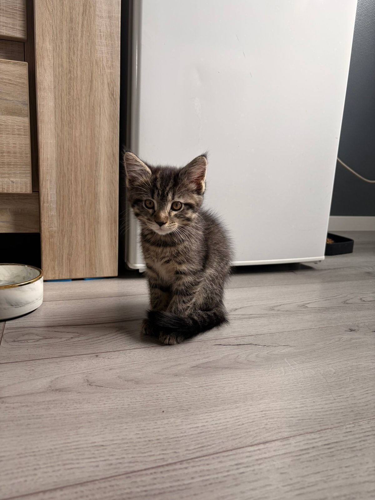 britse korthaar x maine coon kittens, Dieren en Toebehoren, Meerdere dieren