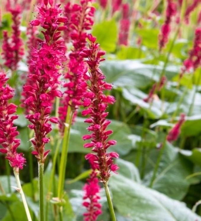 Persicaria (Adderwortel) - Roodbloeiend, Tuin en Terras, Planten | Tuinplanten, Ophalen, Overige soorten, Volle zon