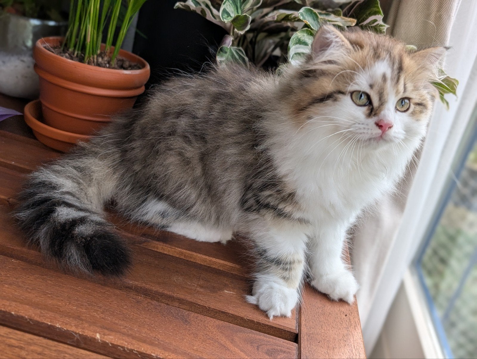 Britse kittens raszuiver black golden tabby & white, Meerdere dieren, Gechipt, 0 tot 2 jaar