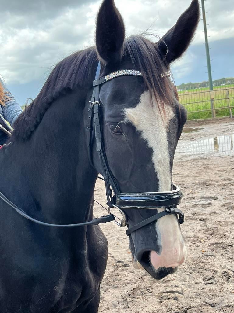 Verzorgsters/Bijrijdsters gezocht  2 paarden in Hilversum, Dieren en Toebehoren, Paarden en Pony's | Overige Paardenspullen, Ophalen of Verzenden