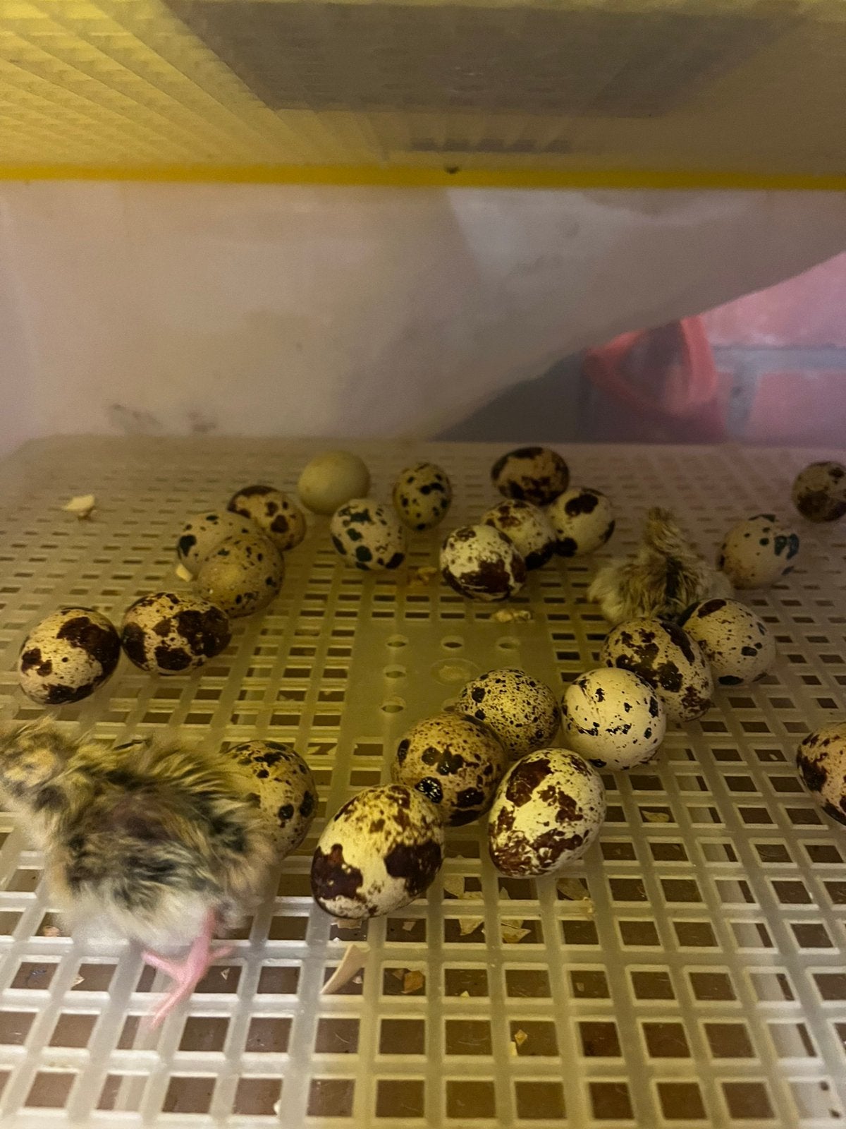 Jumbo kwartels jongen, Dieren en Toebehoren, Pluimvee, Meerdere dieren, Overige soorten