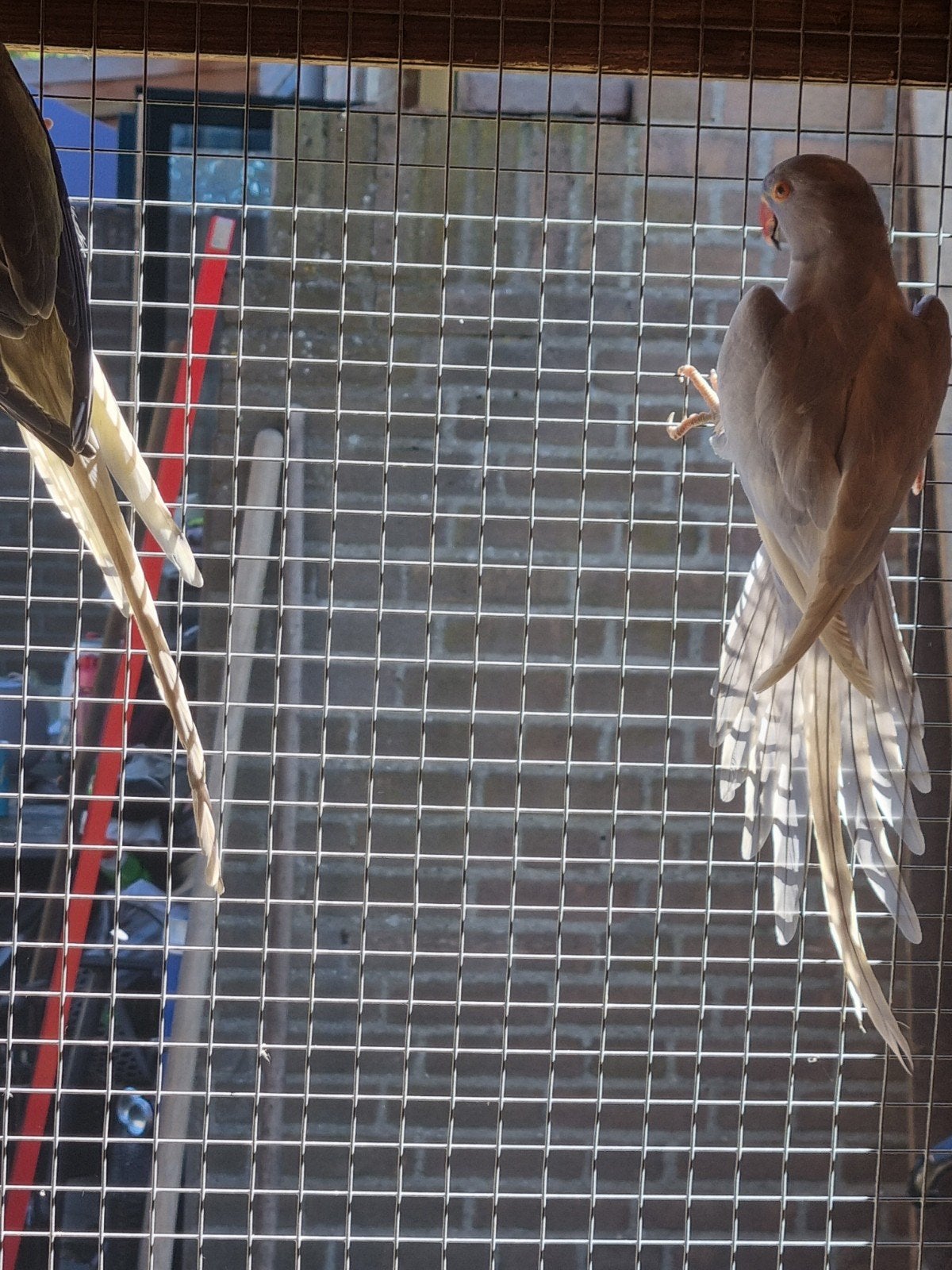 Halsbanden, Dieren en Toebehoren, Vogels | Parkieten en Papegaaien, Meerdere dieren, Parkiet