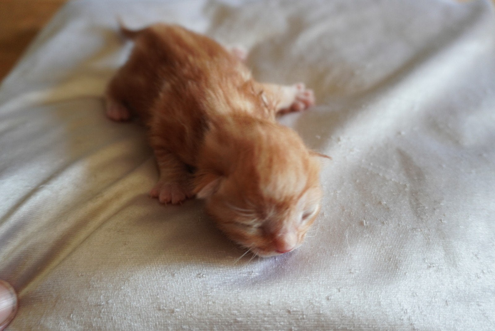 5 kittens, Dieren en Toebehoren, Meerdere dieren