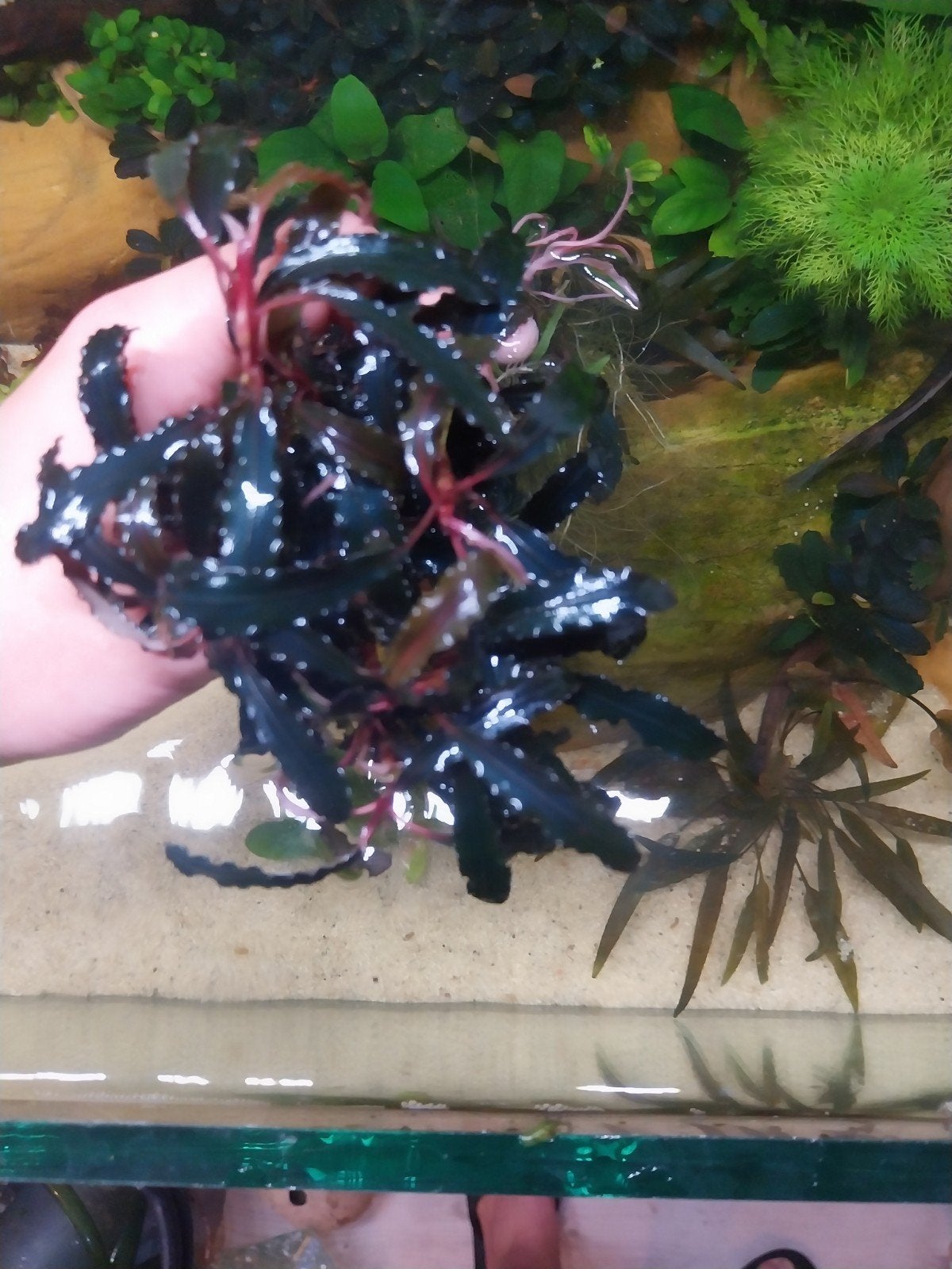 bucephalandra 2 soorten vanaf 5 euro, Dieren en Toebehoren, Ophalen, Plant(en), Steen of Hout