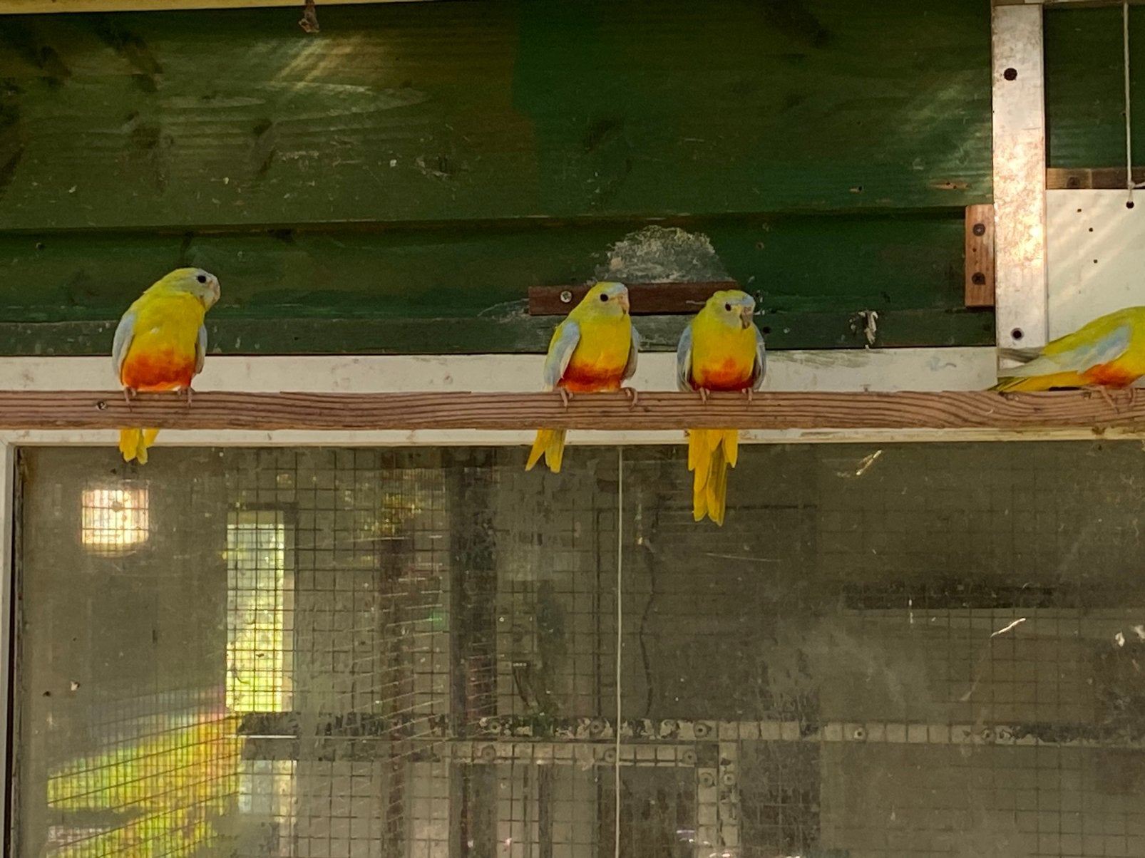 Turquoisine parkieten €20,  per stuk, Dieren en Toebehoren, Ophalen, Volière