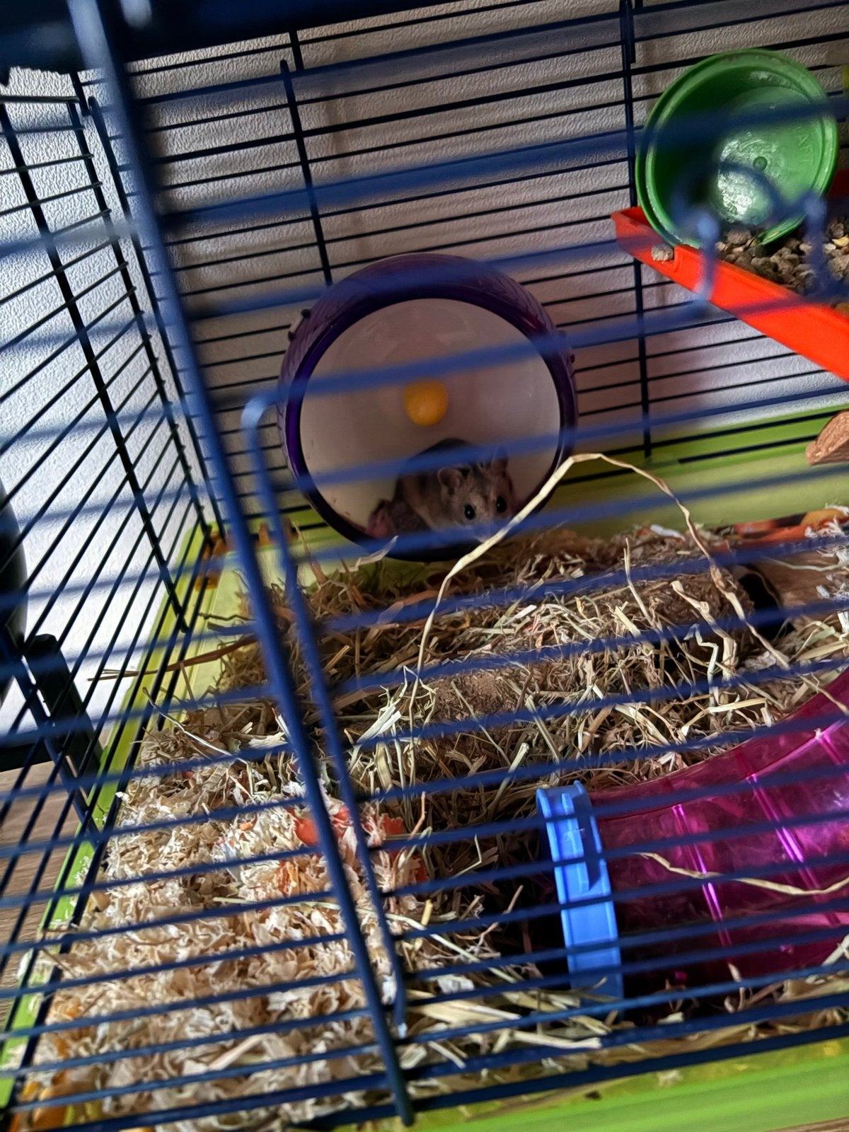 Gratis Hamster met kooi en spullen, Dieren en Toebehoren, Kooi, Minder dan 75 cm, Zo goed als nieuw, Hamster