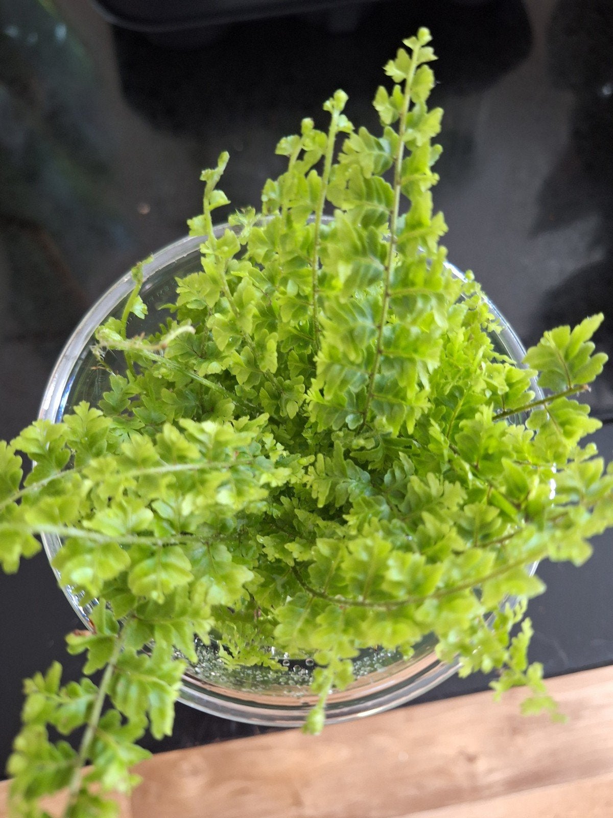 nephrolepis varen 'green fantasy', Ophalen of Verzenden, Halfschaduw, Minder dan 100 cm