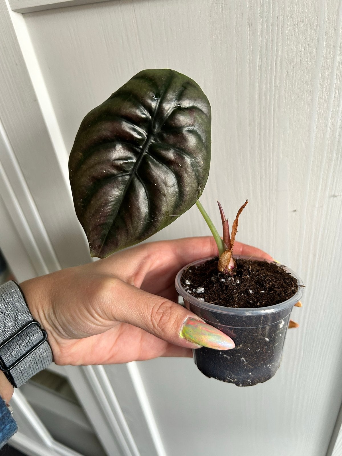 Alocasia Cuprea 'Red Secret' - Prachtige kamerplant, Ophalen of Verzenden, Halfschaduw, Minder dan 100 cm