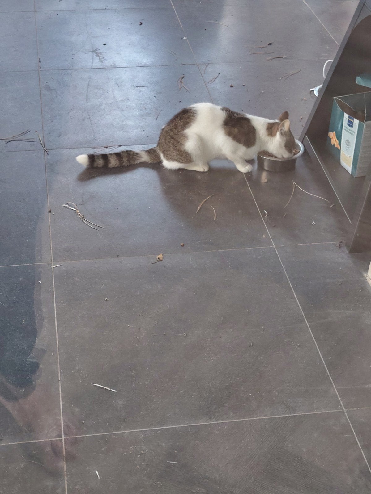 simba kater gecastreerd opgegroeid met kinderen ongeveer 4 j, Dieren en Toebehoren, 3 tot 5 jaar