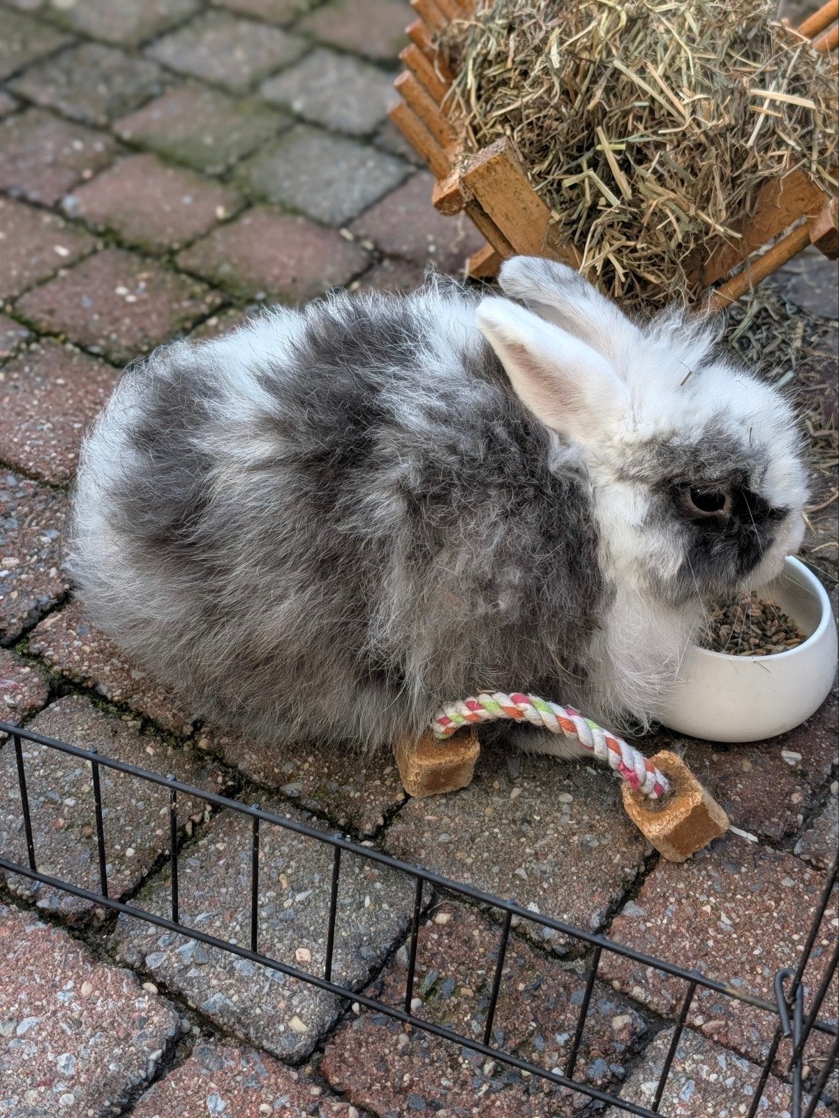 super lief konijn Fendi met alle toebehoren, Kooi, Zo goed als nieuw, Konijn, 75 tot 110 cm