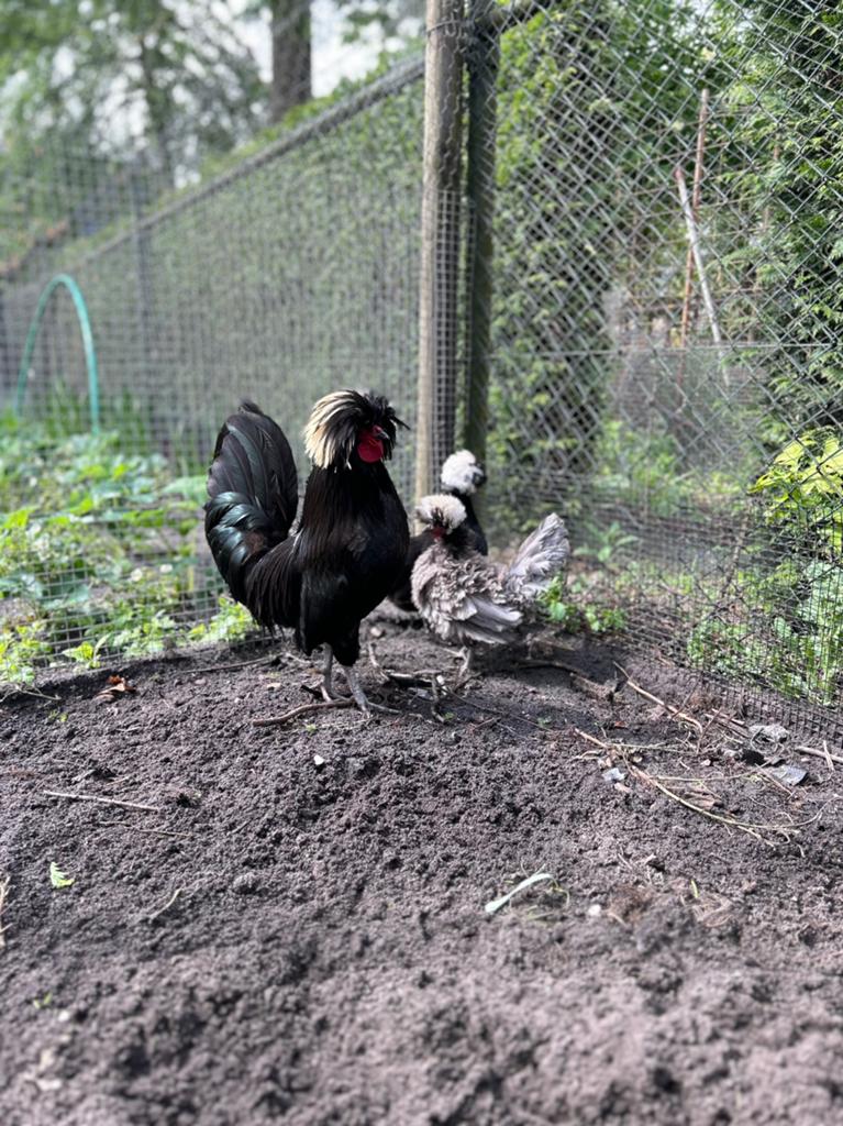 Hollandse kuifhoen kuikens, Dieren en Toebehoren, Geslacht onbekend, Kip