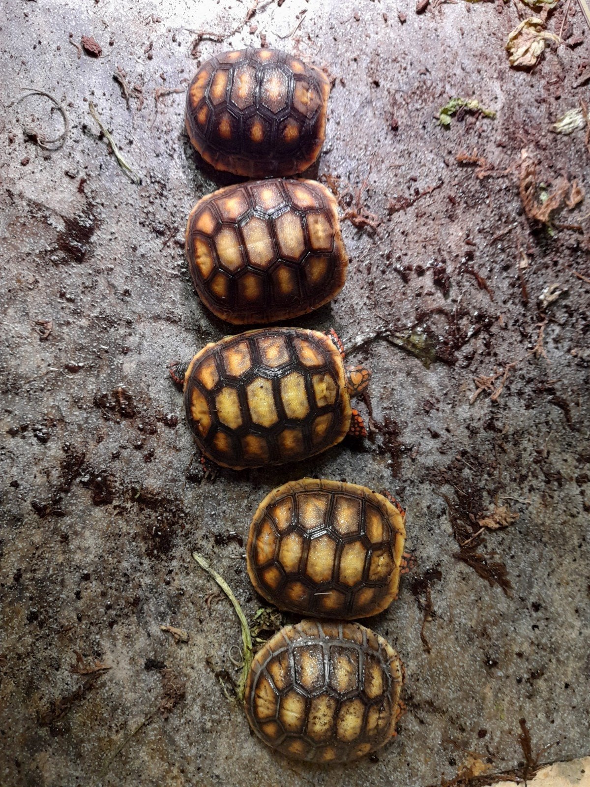 kolenbranderschildpadden Tortoise - unknown for sale from RK