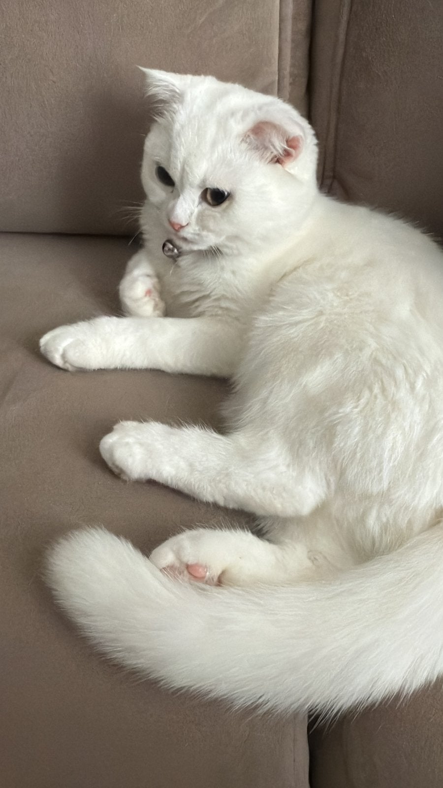 Prachtige Britse Korthaar poes zoekt haar gouden mandje️, Dieren en Toebehoren, Poes