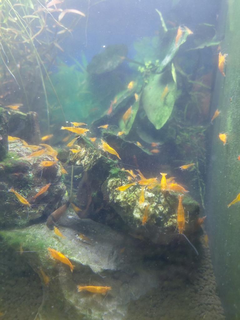 Orang sakura garnalen, Kreeft, Krab of Garnaal