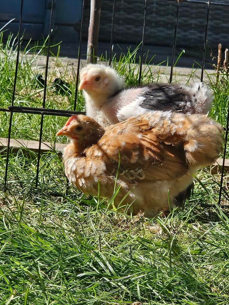 Cochin haantje van eind maart, Mannelijk, Kip