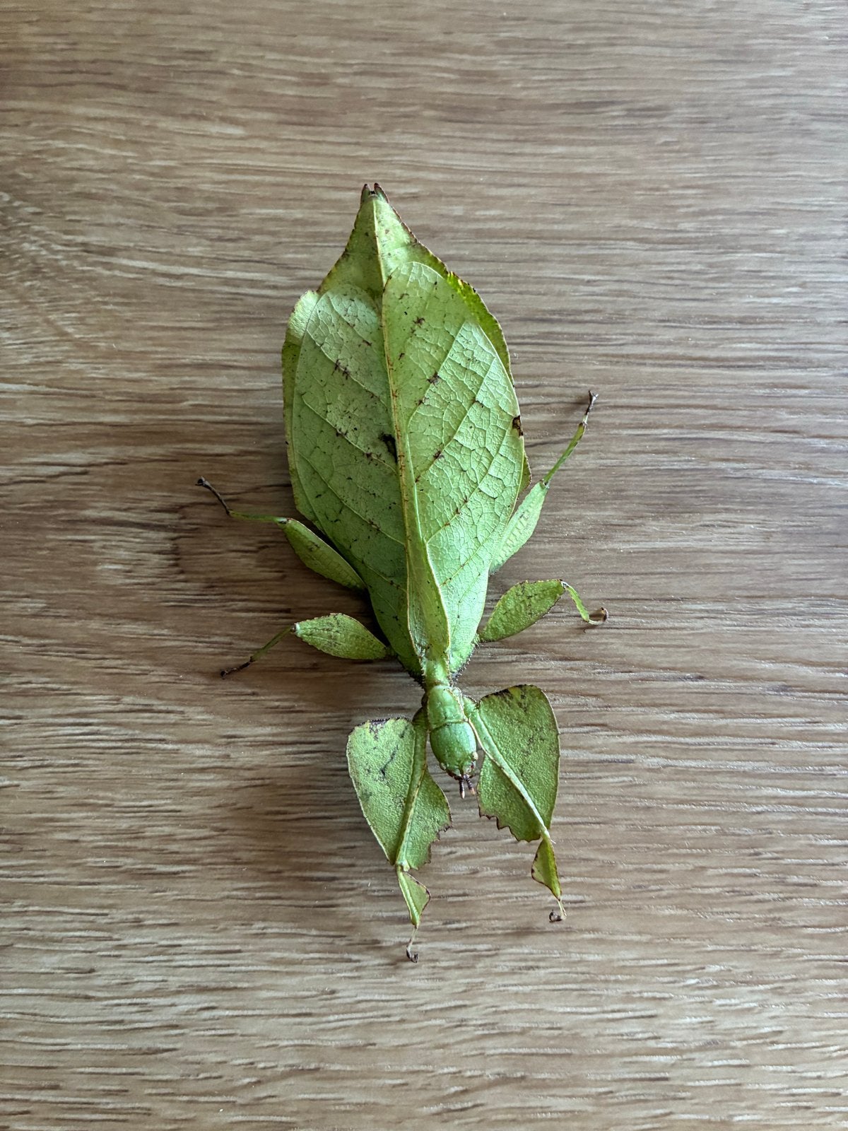 Wandelend blad, Dieren en Toebehoren, Wandelende tak
