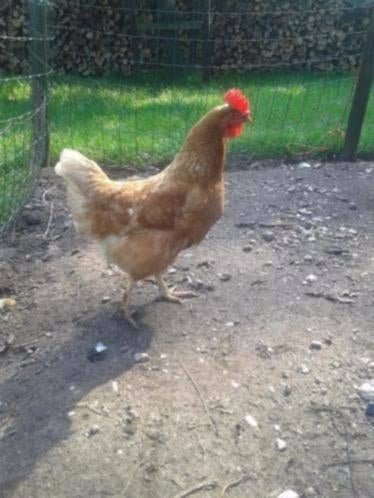 Legkippen / Legkuikens, Vrouwelijk, Kip