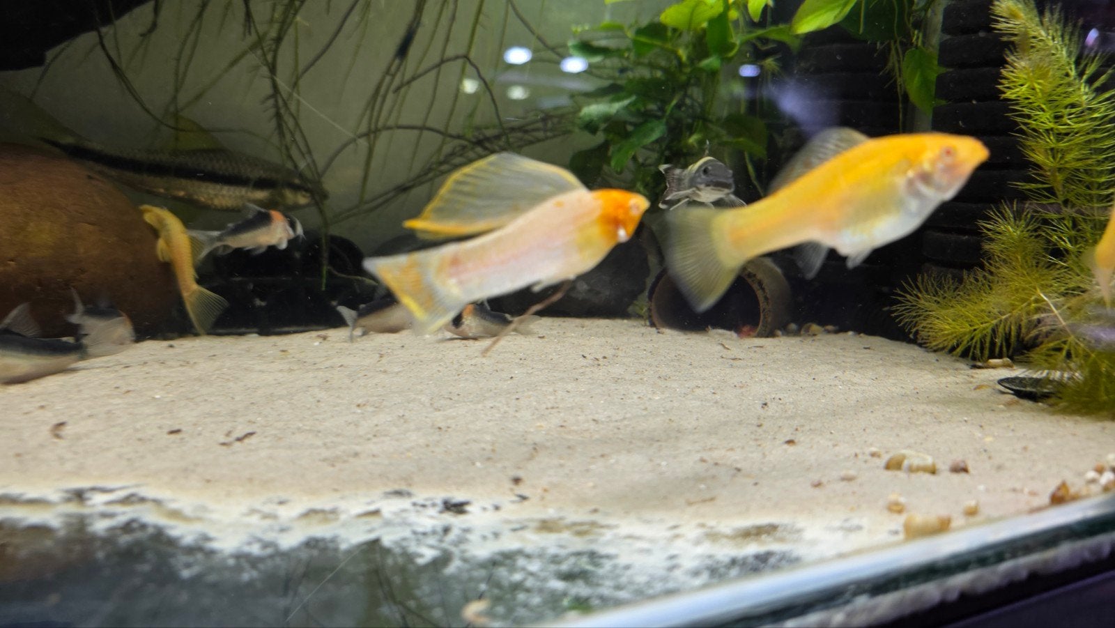 groep albino hoogvin karpers 3 man 7 vrouw, Vis, Zoetwatervis, Schoolvis