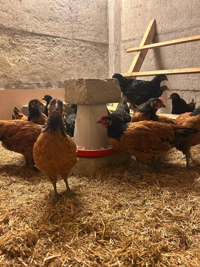 Vorwerk Haan, Dieren en Toebehoren, Pluimvee | Toebehoren, Ophalen of Verzenden, Nieuw