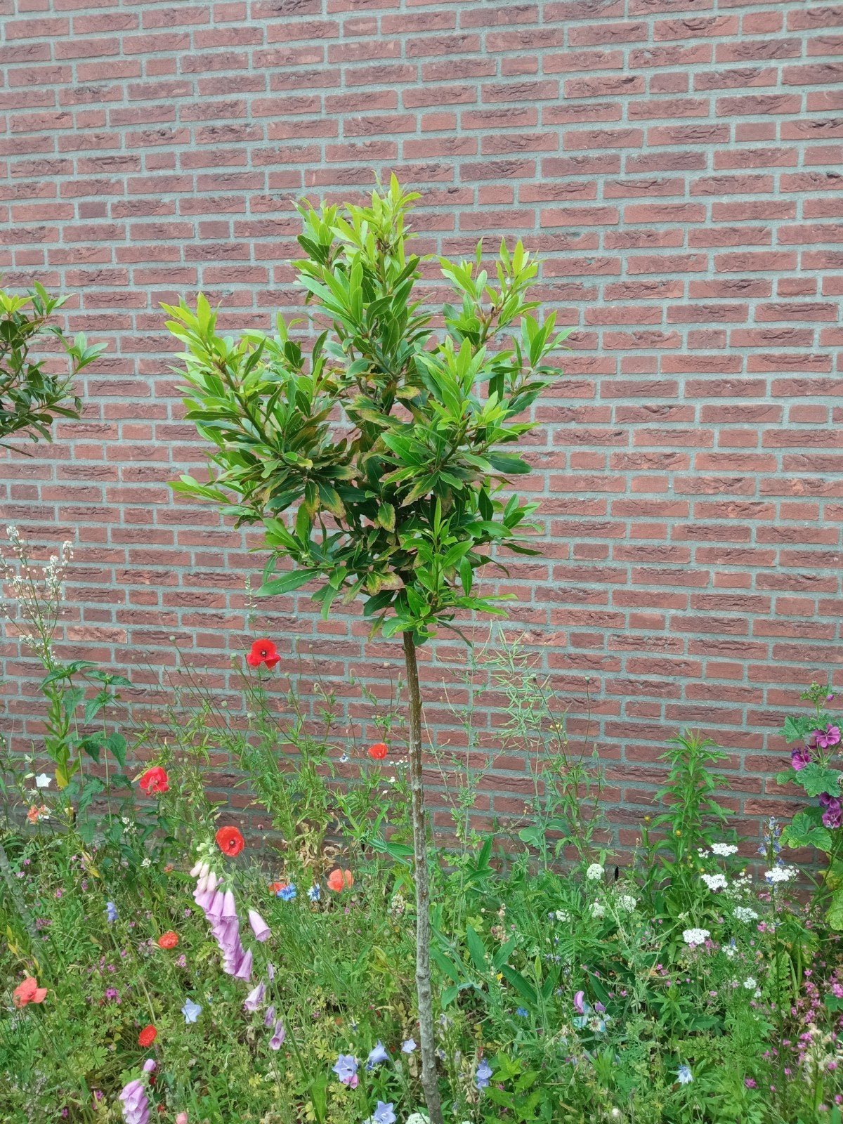 Laurus nobilis laurier kruiden keuken variant bolvormig 20€, Ophalen, Volle zon, Vaste plant, Kruiden